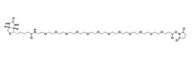 cas:365441-71-0、生物素-十二聚乙二醇-活性酯、(+)-Biotin-PEG12-NHS Ester